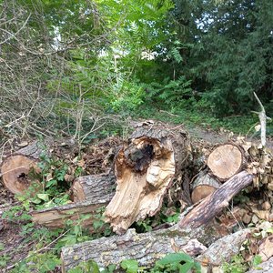 Une deuxième vie pour le bois mort