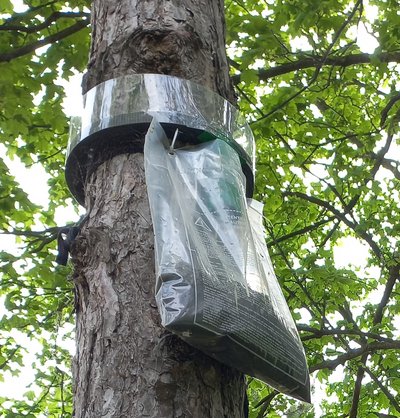 piège à chenilles processionnaires